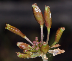 Lomatium hooveri
