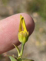 Osteospermum polygaloides