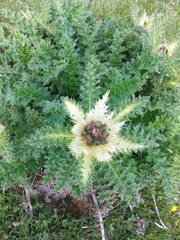 Cirsium spinosissimum