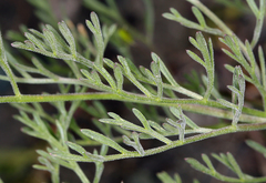 Lomatium hooveri