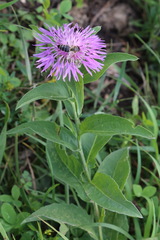 Centaurea phrygia abnormis