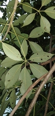 Bombax ceiba