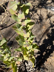 Osteospermum polygaloides