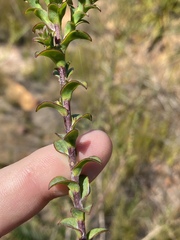 Osteospermum polygaloides