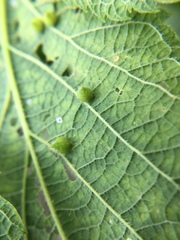 Celticecis acuminata