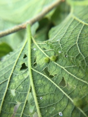Celticecis acuminata