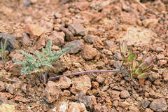 Lomatium nevadense nevadense