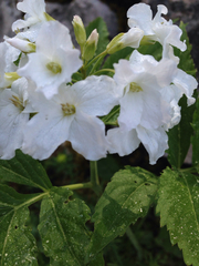 Cardamine heptaphylla