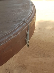 Lygodactylus mombasicus