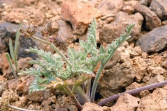 Lomatium nevadense nevadense