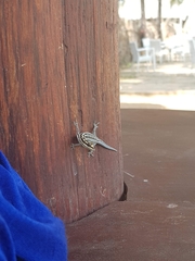 Lygodactylus mombasicus