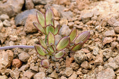 Lomatium nevadense nevadense