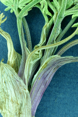 Lomatium nevadense nevadense