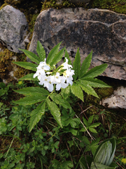 Cardamine heptaphylla