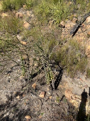 Osteospermum polygaloides