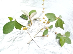 Ficus grossularioides