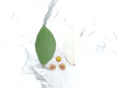 Ficus grossularioides