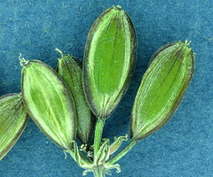 Lomatium nevadense nevadense