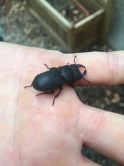 Dorcus parallelipipedus