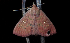 Sarobides inconclusa