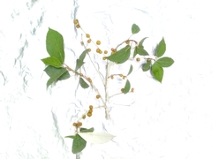 Ficus grossularioides