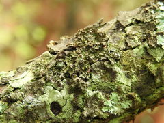 Tuckermanella fendleri