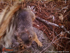 Sciurus nayaritensis apache