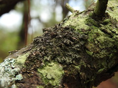 Tuckermanella fendleri