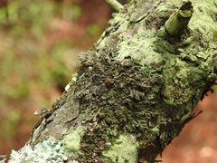 Tuckermanella fendleri