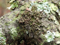 Tuckermanella fendleri