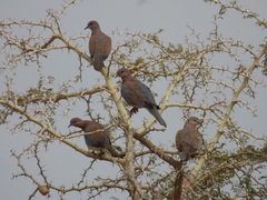 Streptopelia senegalensis