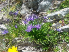 Phyteuma hemisphaericum