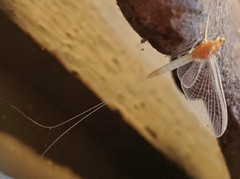 Anthopotamus neglectus