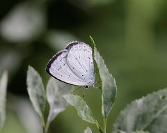 Celastrina lavendularis