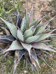 Agave flexispina
