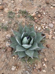 Agave flexispina