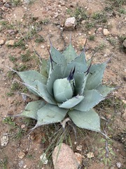 Agave flexispina