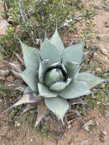 Agave flexispina