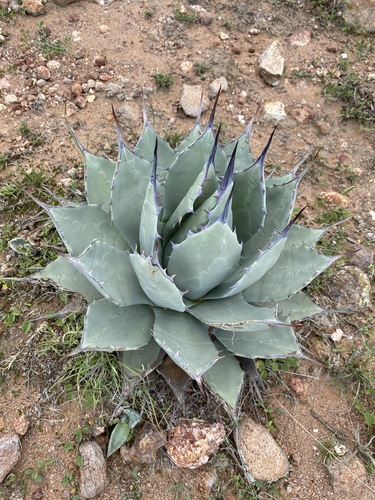 Agave flexispina