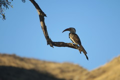 Tockus damarensis
