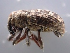Bagous pusillus