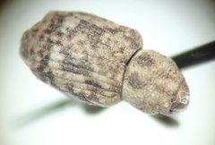 Bagous pusillus