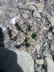 Noccaea rotundifolia
