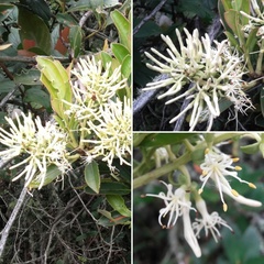 Gaiadendron punctatum