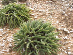 Monilaria moniliformis