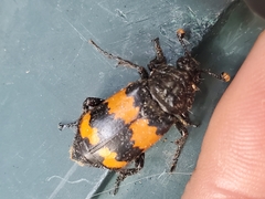 Nicrophorus investigator