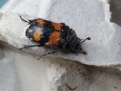 Nicrophorus investigator