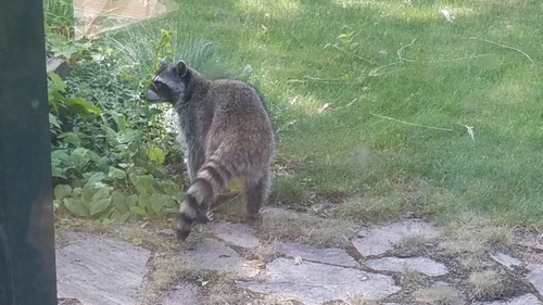 Common Raccoon photographed in Idaho
