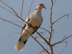 Streptopelia vinacea