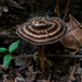 Amauroderma trichodermatum - Photo (c) Danny Newman,  זכויות יוצרים חלקיות (CC BY-NC-SA), הועלה על ידי Danny Newman